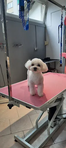 Salon Pielęgnacji psów Łapka